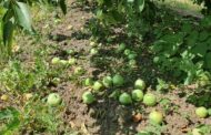 Din cauza secetei, în livezile din nordul țării, cad merele de pe pomi